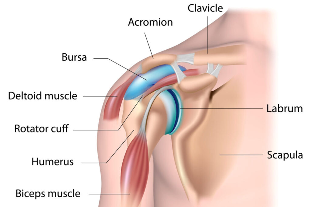 shoulder diagram